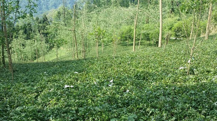 四川黄连种植基地
