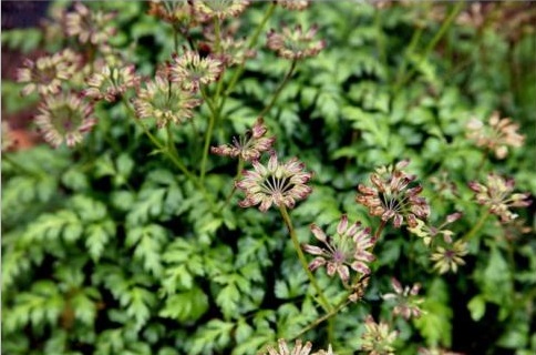 要想四川黄连种植的产量高，就这样做