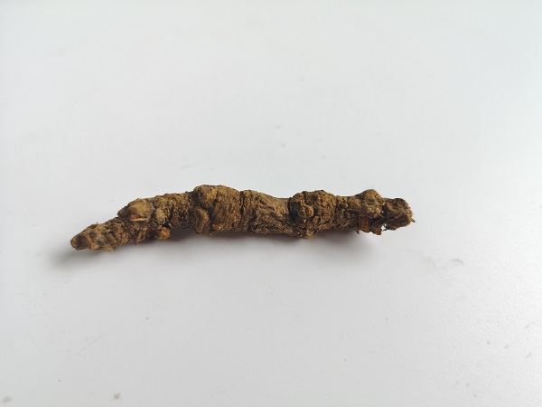 清热解毒就选四川黄连，还有更多功效带你解锁