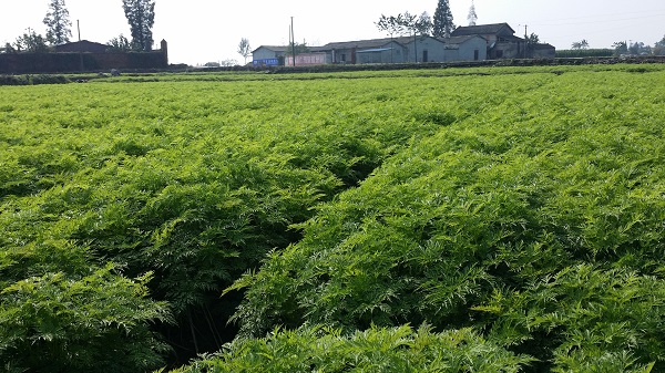 四川川芎种植