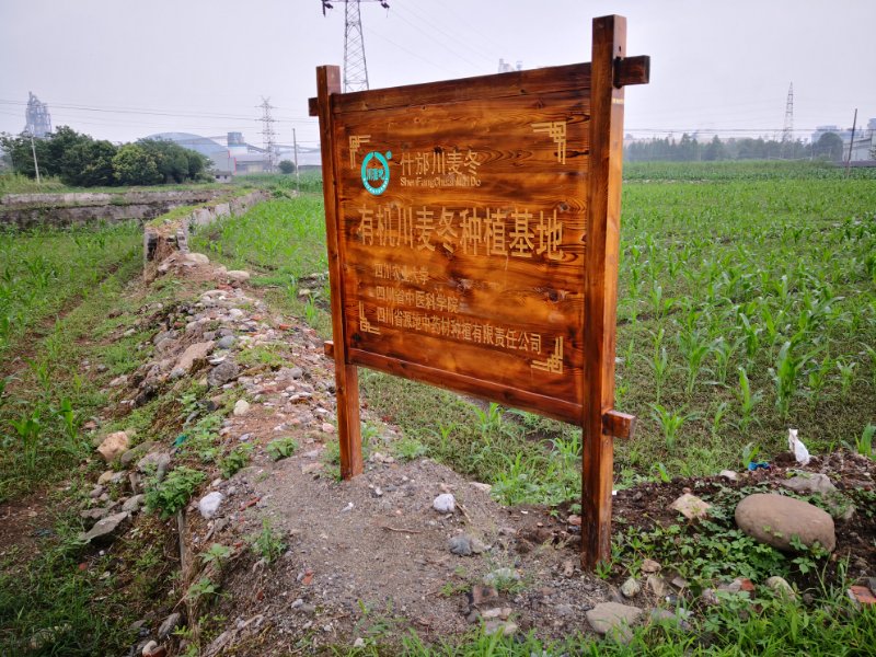 四川麦冬种植基地