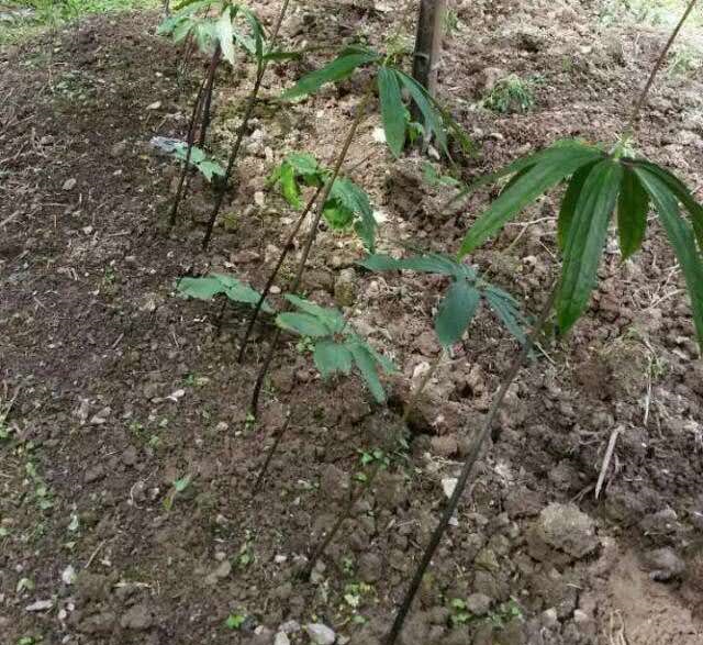 四川重楼种植基地