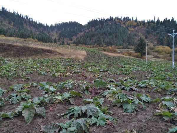 四川大黄种植基地