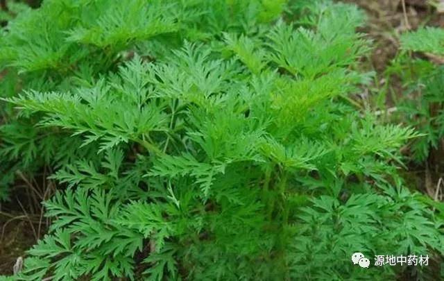 每日学一味中药-四川川芎