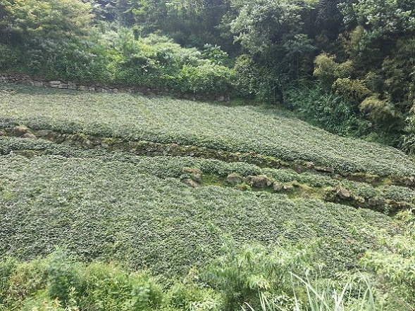 四川黄连基地