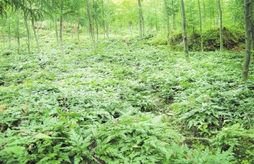 四川黄连的种植环境是怎样的？