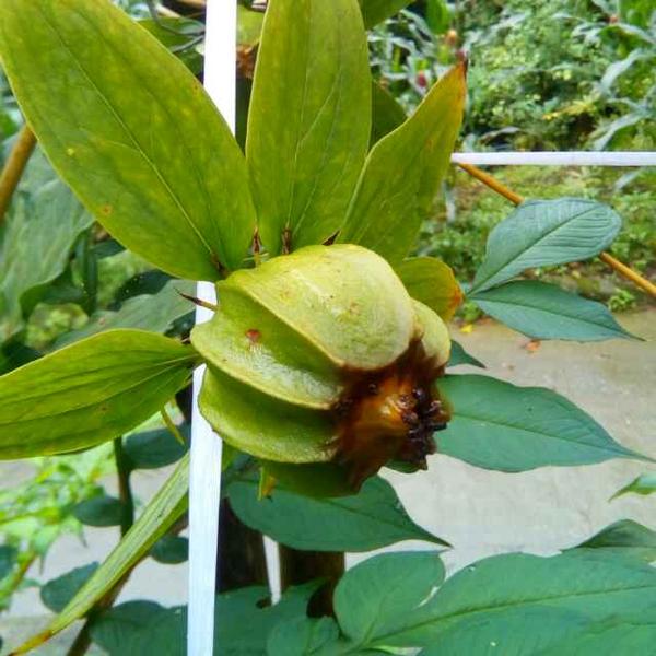 四川源地中药材种植基地