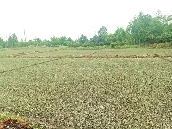 四川麦冬种植